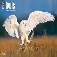 Owls 2018 12 x 12 Inch Monthly Square Wall Calendar, Wildlife Animals Bird Predator