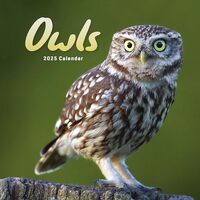 2025 Owls Mini calendar: Plastic Free Packaging