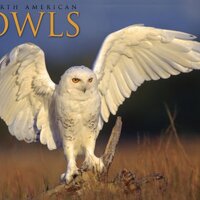 Owls 2009 Calendar
