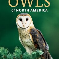 Owls of North America