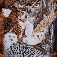 Crover 48-XE73-WTUQ 11 Owls Super Soft Plush Queen Size Blanket by Gardner, Multicolor