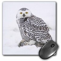 Alaska, 1002 Coastal Plain, ANWR, snowy owl - US02 SKA4766 - Mouse Pad, 8 by 8 inches (mp_87729_1)