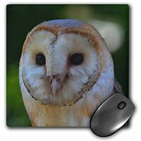 3dRose LLC 8 x 8 x 0.25 Inches Barn Owl A Close Up Portrait Photograph of A Barn Owl Against A Green