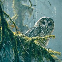 Cobblehill 85002 500 pc Mossy Branches - Spotted Owl Puzzle, Various