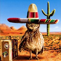 Owl Sombrero Avanti Funny Birthday Card
