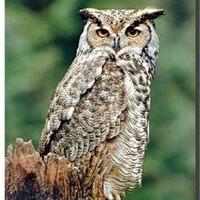 Great Horned Owl Wildlife Bird Wall Decor Art Print Poster (16x20)
