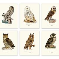 Vintage Owl Prints by Ink Inc. | Bird Wall Art | Nature Prints | Boho Farmhouse Decor | Set of 6 8x1