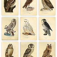 Ink Inc. Owl Bird Art Prints - Set of 9 5x7 - Unframed