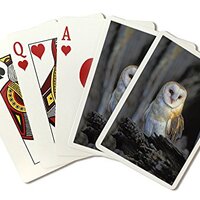 Lantern Press Barn Owl (52 Playing Cards, Poker Size)