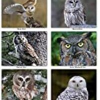 Small World Greetings Owl Notecards with Identification on Back 12 Count - Blank Inside with Envelop