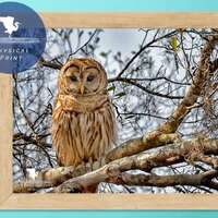 Barred Owl On a Branch, Wildlife Photography, Bird of Prey, Nature Print Owl, Bird Photo, Affordable