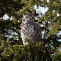 Great Horned Owl, Calgary Canada