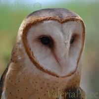 Owl Photo - Bird Photo, Barn Owl, Bird Photography, Owl Portrait, Large Nature Photo 20x30, 30x45, R