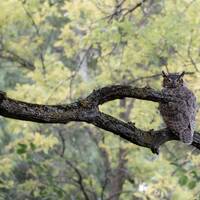 Great Horned Owl Photograph Print, Wildlife Photography, Animal Photo Print, Nature Wall Art by Tim 