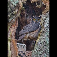 Great horned owl family, Great horned owl photograph, owl photograph