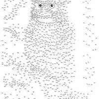 Owl Dot-to-Dot / Connect the Dots - 1100 Dots