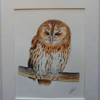 Tawny Owl Original Watercolour Mounted 10x12