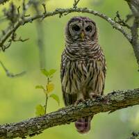 Beautiful Barred Owl perched