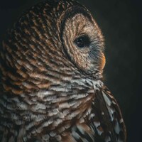 Barred Owl Print, Barred Owl, Owl Photo, Owl Art, Bird Photography, Wall Art, Home Decor, Bird Decor