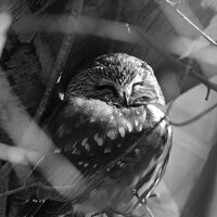 Black and White Sleeping Owl Photo | Bird Photography Print | Wildlife Picture | Photograph of Saw W