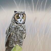 Long-eared Owl-Digital Download