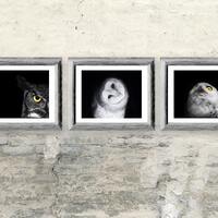 Owl Photos Gift Set - Three Black and White Owl Prints