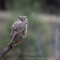 Great Horned Owl Photography Portrait Montana