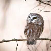 Northern Saw-Whet Owl Portrait Photo Print: Montana Wildlife Wall Art