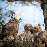 Great Horned Owl Family Portrait: Montana Wildlife Lustre Photo Print or Metal Print