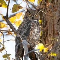 Great Horned Owl in the Fall Photography Portrait Montana