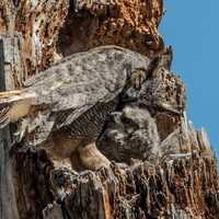 Great Horned Owl Affection