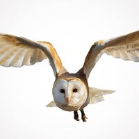 MIT Owl In Flight Digital Overlay
