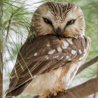 Northern Saw-whet Owl Photograph, Saw-whet Owl Print, Owl Picture, Owl Print, Photo of an Owl, Owl P
