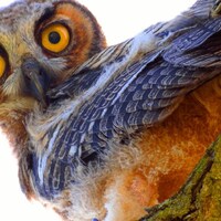 Great Horned Owl by Catherine Roché, California Wildlife Photography, Owl Photography, Bird P