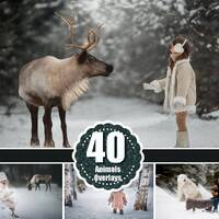 40 Forest wild winter Animals Photo Overlays, Deer, Reindeer, Bear, Owl, Penguin, Photoshop Overlay,