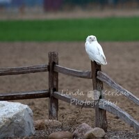 Snowy Owl on a Fence