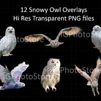 Snowy Owl Overlays,  Transparent PNG Owls, Digital Photography Overlays , Photoshop Overlays, Snowy 