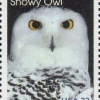 5x SNOWY OWL Arctic Animals 1999 33c Unused Vintage Postage Stamp  Free Shipping! Your #1 source wit