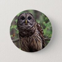 Barred Owl Button