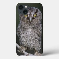 Eastern Screech-Owl, Megascops asio, Otus 2 iPhone 13 Case