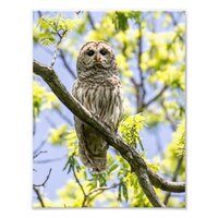 Barred Owl Photo Print