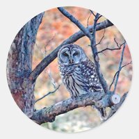 Wildlife Barred Owl Tree Photo Classic Round Sticker
