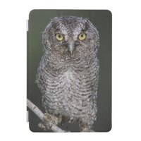 Eastern Screech-Owl, Megascops asio, Otus 2 iPad Mini Cover