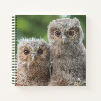 Cutest Baby Animals | Two Young Owls Notebook