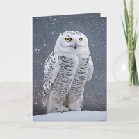 Christmas Snowy Owl Holiday Card