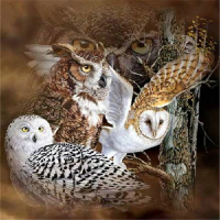 Owl Puzzles