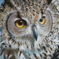 Owl Portraits