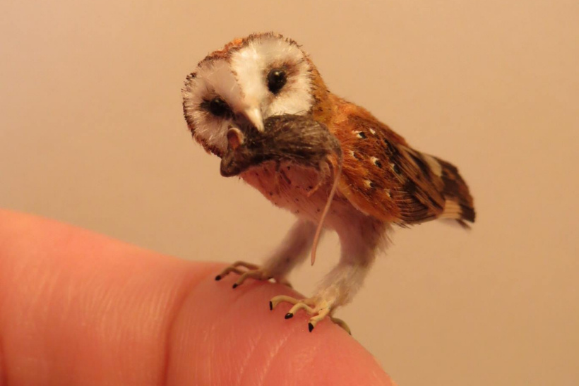 tiny Barn Owl