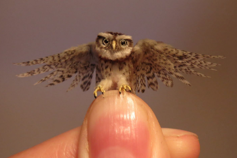 tiny Little Owl