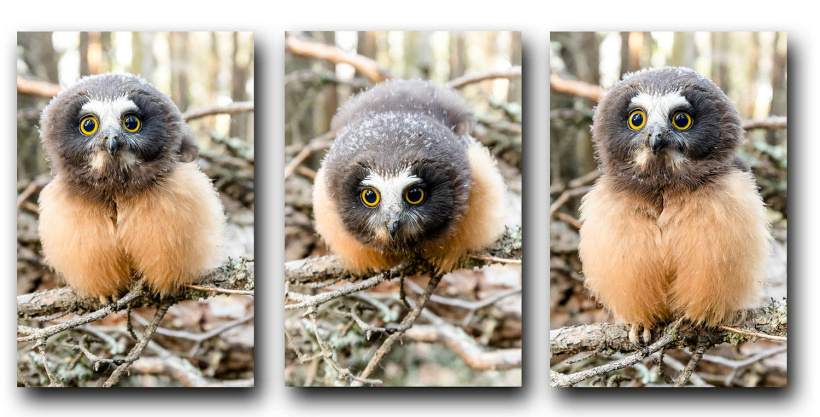 baby Northern Saw-whet Owl